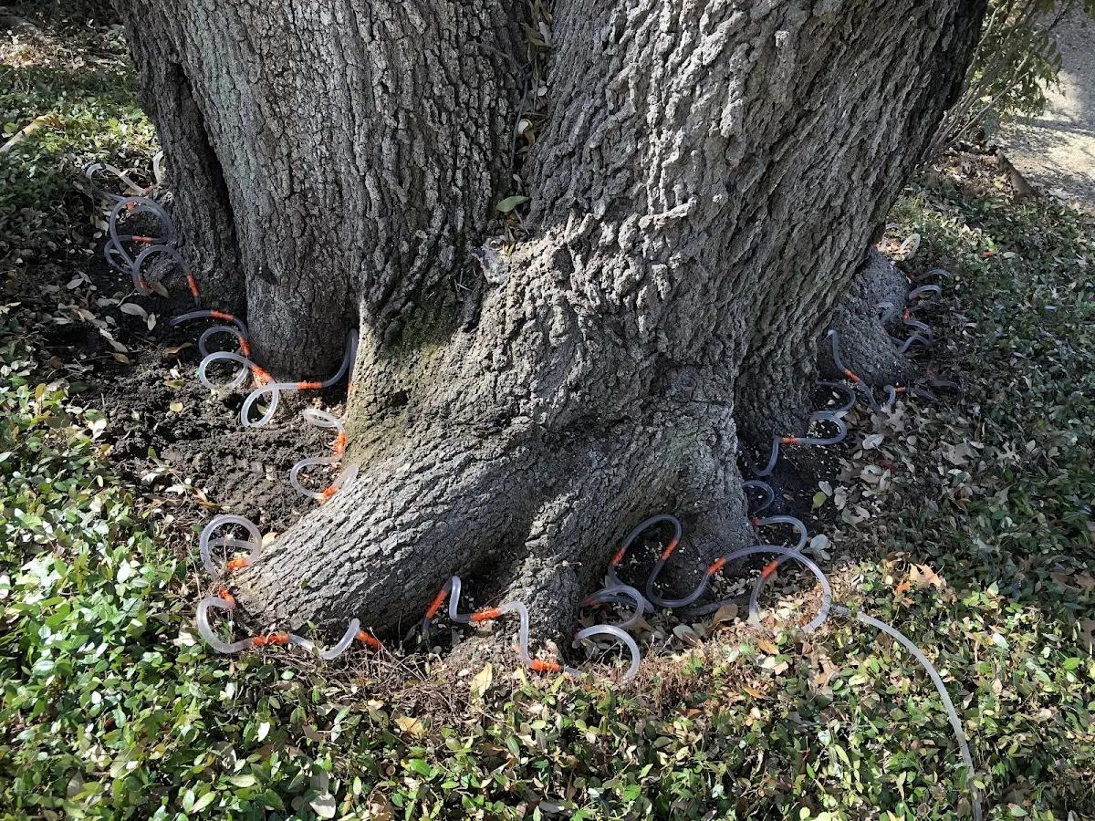 Detailed Tree Cabling and Bracing job site in Neal