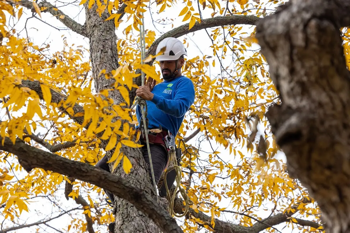 Skilled Storm Damage Cleanup crew working in Neal