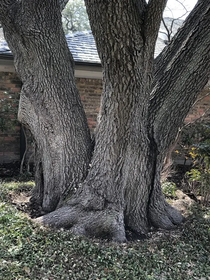 Mature heritage tree close to a Neal property cared for by certified arborists